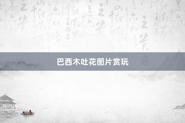 巴西木吐花图片赏玩